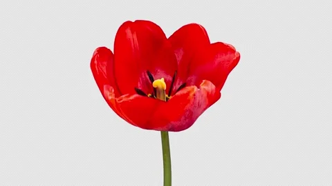 Red Tulip Blooms in Time Lapse on a Black Background with Alpha Matte Chann.. Stock Footage 339597665