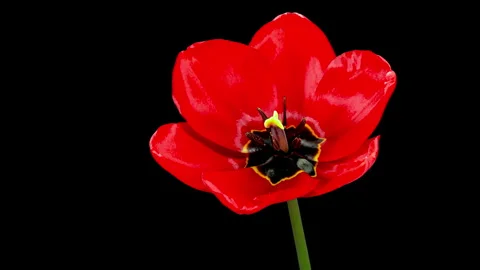 Red Tulip Blooms in Time Lapse on a Black Background. Spring Symbol Bloomin.. Stock Footage 340155778