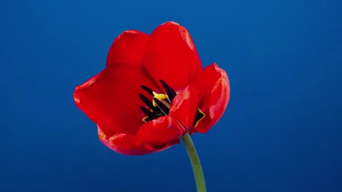 Red Tulip Blooms in Time Lapse on a Blue Background. Spring Symbol Blooming.. Stock Footage 340639925