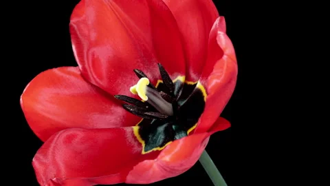 Red Tulip Blooms in Time Lapse on a Black Background. Spring Symbol Bloomin.. Stock Footage 341009593