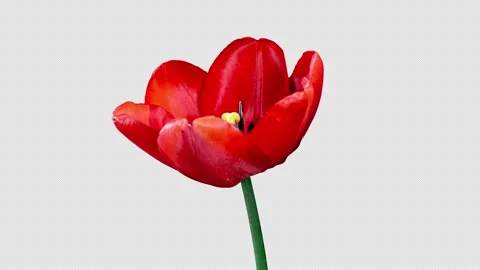 Red Tulip Blooms in Time Lapse on a Black Background with Alpha Matte Chann.. Stock Footage 345226166
