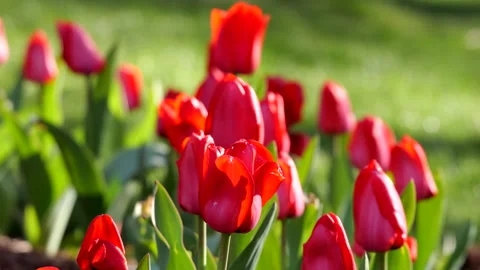 Red Tulip Blossoms 動画素材 172218811