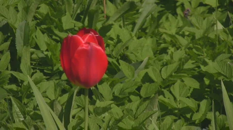 Red tulip blowing in the wind Stock Footage 545202