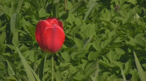 Red tulip blowing in the wind Stock Footage 545276