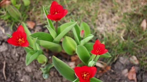 Red Tulip Blowing in the Wind Stock Footage 36631434