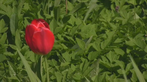 Red tulip blowing in the wind zoom out Stock Footage 545302