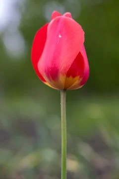 Red tulip on a blurry background Foto stock