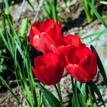 Red tulip with bokeh Stock Photos