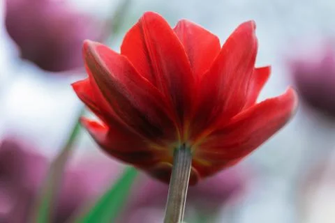 Red tulip bottom view close up, floral background Stock Photos