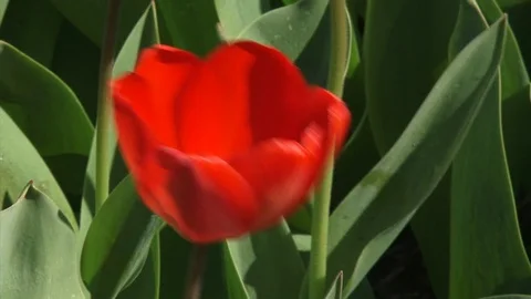 Red tulip in breeze Stock Footage 119691279