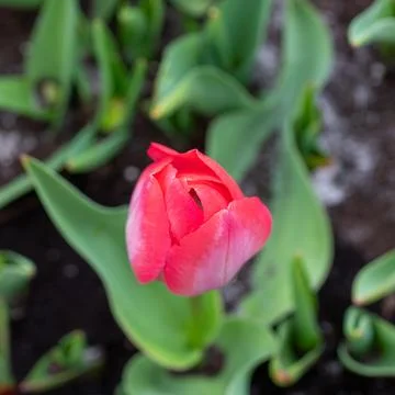 Red tulip bud growing in spring garden Stock Photos