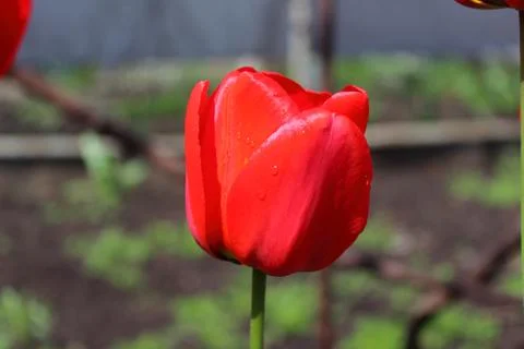 Red tulip bud Stock Photos