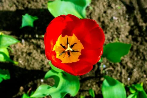 Red Tulip Bud. Stock Photos