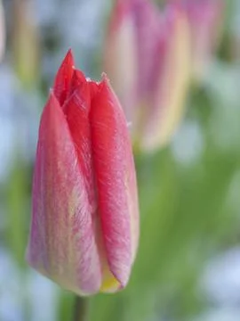 Red tulip bud sharp in the foreground with snowflakes, weseke, westphalia, 写真素材