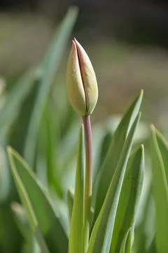 Red Tulip buds bloom in spring and emit a fragrant smell Stock Photos