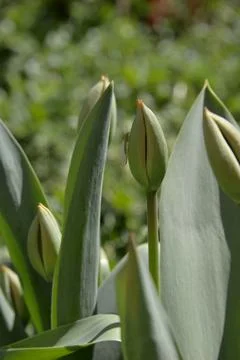 Red Tulip buds bloom in spring and emit a fragrant smell Stock Photos
