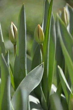 Red Tulip buds bloom in spring and emit a fragrant smell Stock Photos