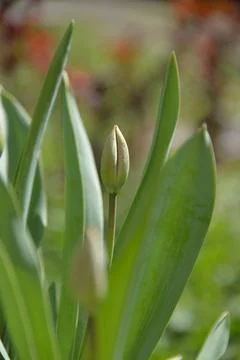 Red Tulip buds bloom in spring and emit a fragrant smell Stock Photos