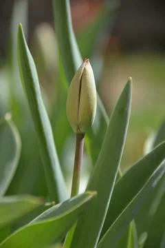 Red Tulip buds bloom in spring and emit a fragrant smell Stock Photos