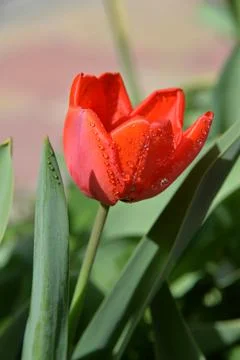 Red Tulip buds bloom in spring and emit a fragrant smell Stock Photos