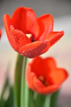 Red Tulip buds bloom in spring and emit a fragrant smell Foto stock