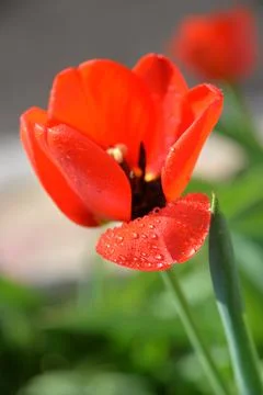 Red Tulip buds bloom in spring and emit a fragrant smell Stock Photos