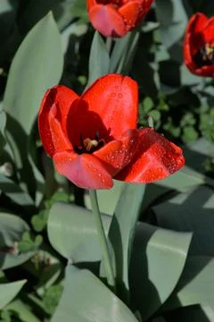 Red Tulip buds bloom in spring and emit a fragrant smell Stock Photos