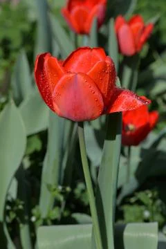 Red Tulip buds bloom in spring and emit a fragrant smell Stock Photos