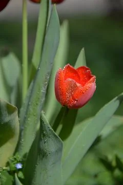 Red Tulip buds bloom in spring and emit a fragrant smell Stock Photos