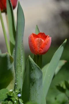 Red Tulip buds bloom in spring and emit a fragrant smell Stock Photos
