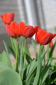 Red Tulip buds bloom in spring and emit a fragrant smell Stock Photos