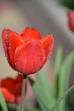 Red Tulip buds bloom in spring and emit a fragrant smell Stock Photos