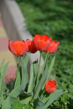 Red Tulip buds bloom in spring and emit a fragrant smell Stock Photos