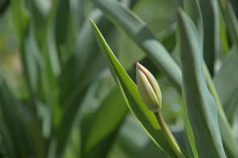 Red Tulip buds bloom in spring and emit a fragrant smell Stock Photos