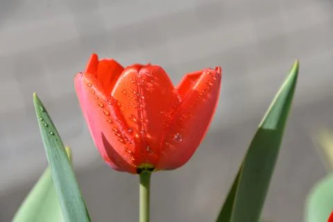 Red Tulip buds bloom in spring and emit a fragrant smell Stock Photos