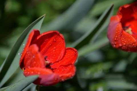 Red Tulip buds bloom in spring and emit a fragrant smell Stock Photos