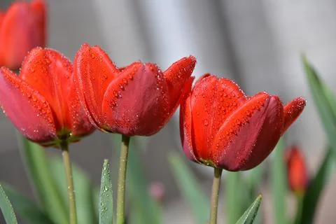 Red Tulip buds bloom in spring and emit a fragrant smell Stock Photos