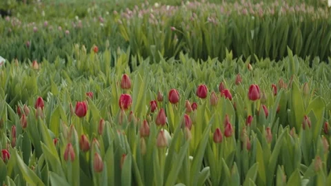 Red tulip buds growing in rows at a greenhouse nursery Stock Footage 301527387