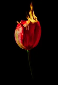 Red tulip burning Stock Photos
