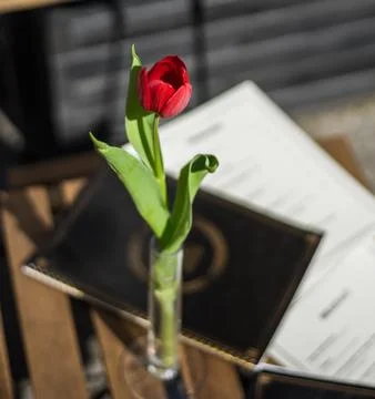 Red tulip at the cafe table with the menu at the background Stock Photos