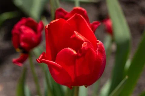 Red Tulip Close-Up Background Stock Photos