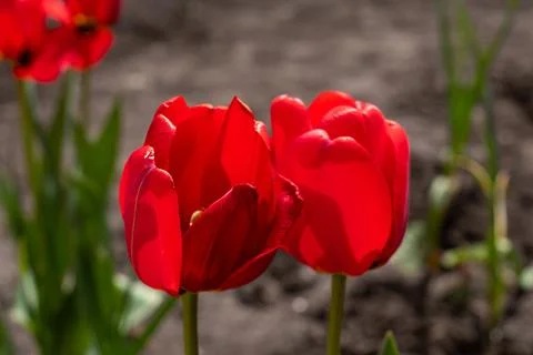 Red Tulip Close-Up Background Stock Photos