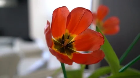 Red tulip close-up Video stock 86993255