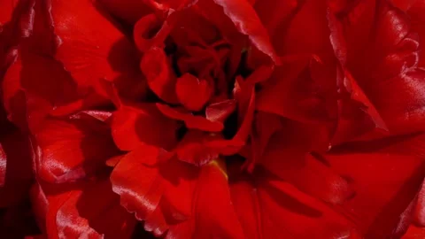 Red tulip close up Stock Footage 153939847