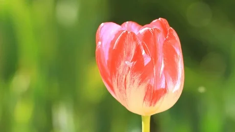 Red tulip close-up on a green background Stock Footage 75830605