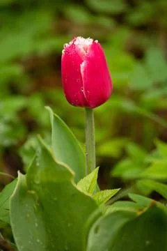 Red tulip close in green lovely foliage with morning dew Stock Photos