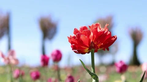 Red tulip close-up. Luxurious spring flowers with selective focus Stock Footage 327371348