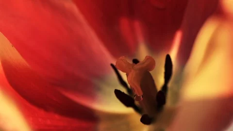 Red tulip, close-up macro, blossoming spring flower Stock Footage 89363658