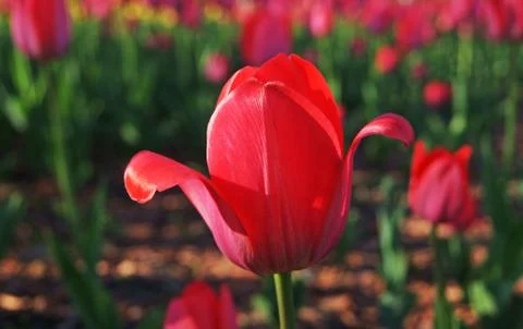 Red Tulip Close-up Stock Photos
