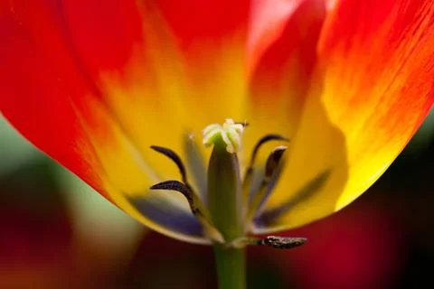 Red tulip close-up Stock Photos